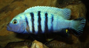 Metriaclima pulpican